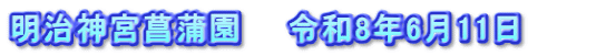 明治神宮菖蒲園　　令和8年6月11日　　　