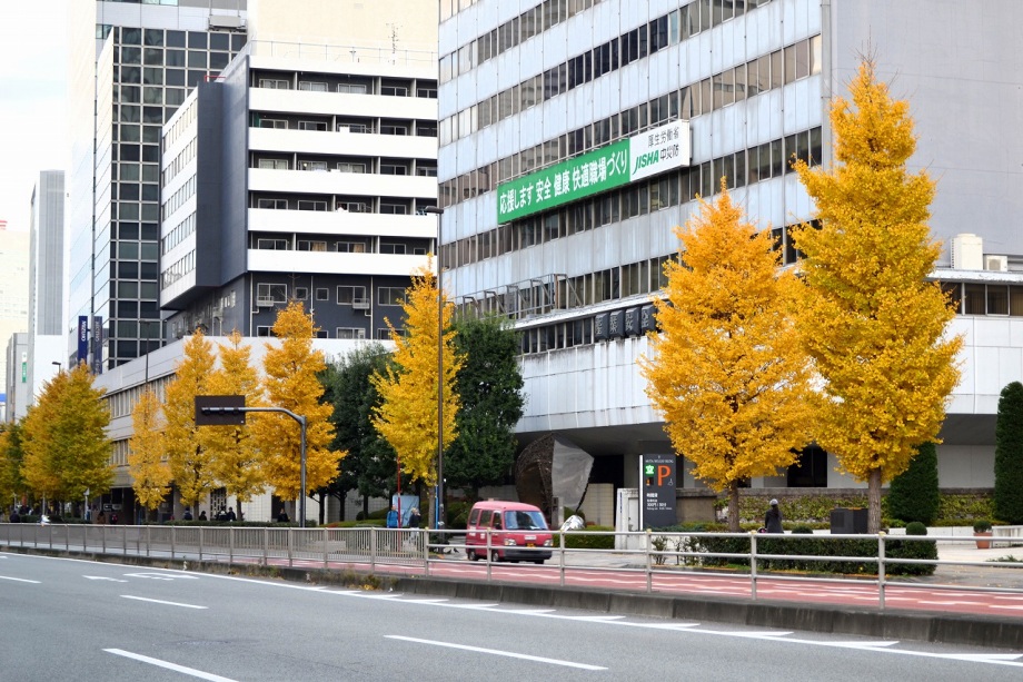 第一京浜 イチョウ並木 28 12 3 一言 第一京浜の品川から田町までのイチョウの並木が黄葉し始めました まだ 青いイチョウもありますが 明るい黄色の並木は綺麗です 品川の近くの高輪公園では木の葉が色付いて良い景観を見せています