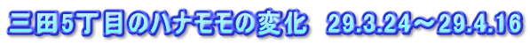 三田5丁目のハナモモの変化 29.3.24~29.4.16