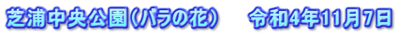 芝浦中央公園（バラの花）　　令和4年11月7日