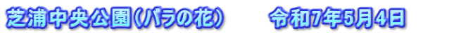 芝浦中央公園（バラの花）　　　令和7年5月4日　　　　
