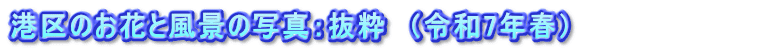 港区のお花と風景の写真：抜粋　（令和7年春）　　　    　　  　