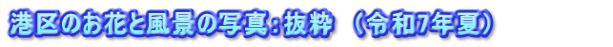 港区のお花と風景の写真：抜粋　（令和7年夏）　　　    　