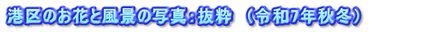 港区のお花と風景の写真：抜粋　（令和7年秋冬）　　　    　