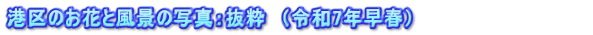 港区のお花と風景の写真：抜粋　（令和7年早春）　　　　　　　　      　