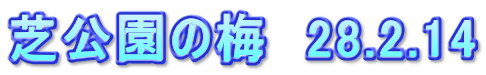 芝公園の梅　28.2.14