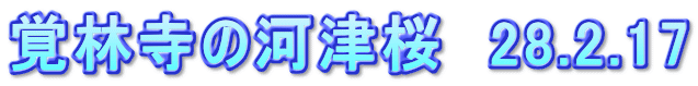 覚林寺の河津桜　28.2.17
