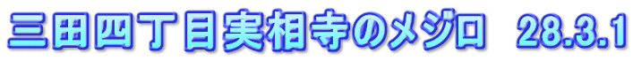 三田四丁目実相寺のメジロ　28.3.1