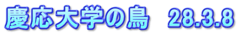 慶応大学の鳥　28.3.8