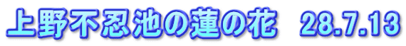 上野不忍池の蓮の花　28.7.13
