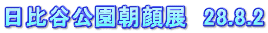 日比谷公園朝顔展　28.8.2