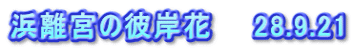 浜離宮の彼岸花　　28.9.21