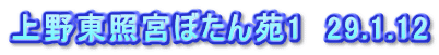 上野東照宮ぼたん苑1　29.1.12