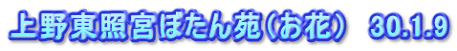 上野東照宮ぼたん苑（お花）　30.1.9