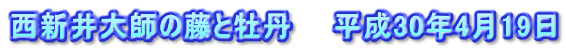 西新井大師の藤と牡丹　　平成30年4月19日
