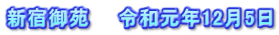 新宿御苑　　令和元年12月5日