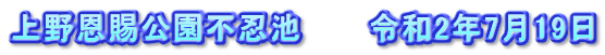 上野恩賜公園不忍池　　　令和2年7月19日