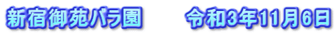 新宿御苑バラ園　　　令和3年11月6日