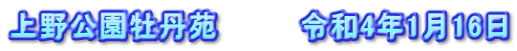 上野公園牡丹苑　　　　令和4年1月16日