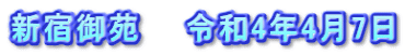 新宿御苑　　令和4年4月7日