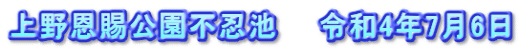 上野恩賜公園不忍池　　令和4年7月6日